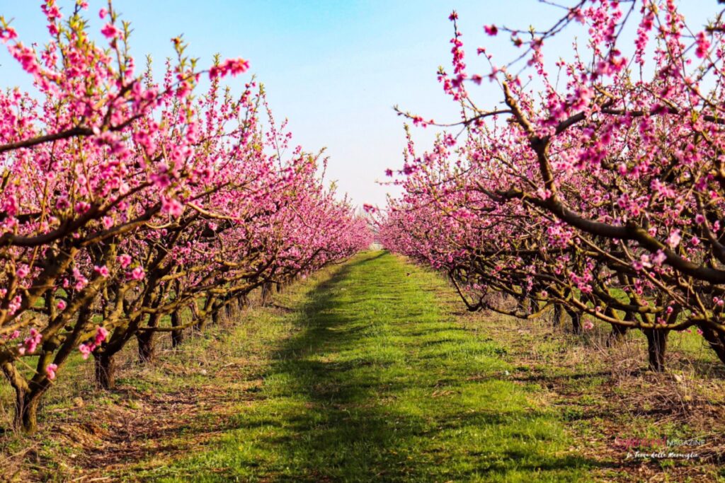 Siccità, Coldiretti: ciliegi in fiore e fave fuori stagione Siccità, Coldiretti: ciliegi in fiore e fave fuori stagione