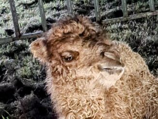 San Severo, fiocco rosa al circo Imperial Royal: nata Severina cucciolo di cammello circo