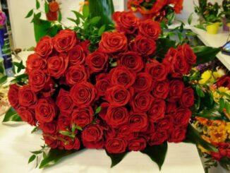 San Valentino, Coldiretti: fiori Made in Italy salvano 200mila agricoltori