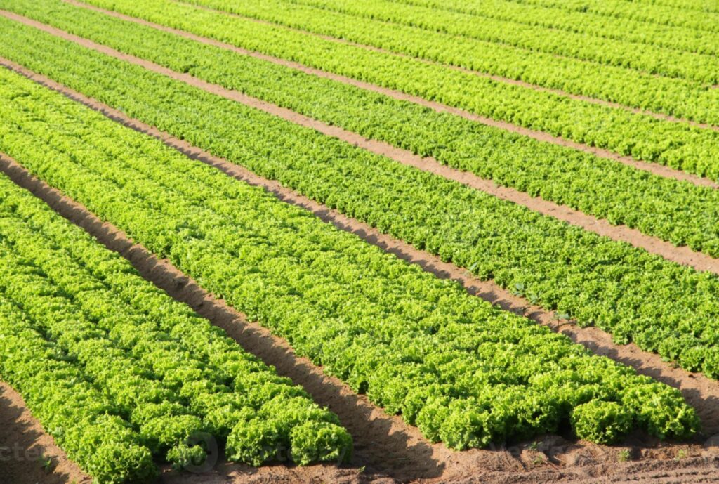 Inflazione, Coldiretti: spinta al ribasso dall’insalata Inflazione, Coldiretti: spinta al ribasso dall’insalata