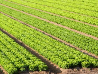 Inflazione, Coldiretti: spinta al ribasso dall’insalata