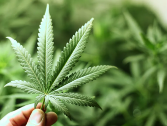 Legislazione italiana sui semi di marijuana: ecco come stanno le cose Legislazione marijuana