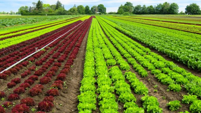 agricoltura agricoltura