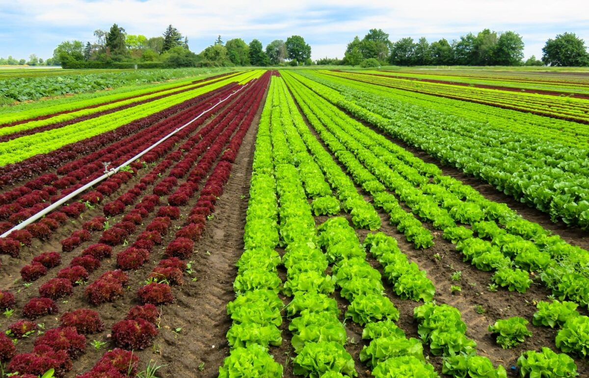 agricoltura