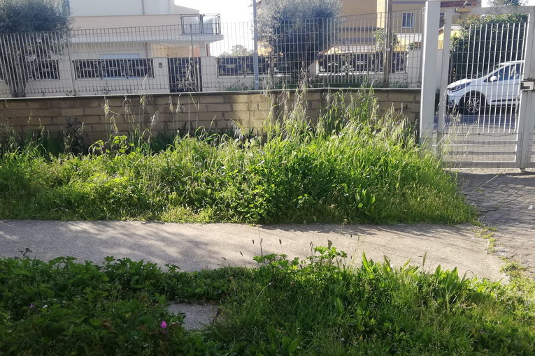 Fiumicino, pulizie di primavera su spiagge, parchi e strade Torrimpietra