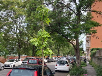 Municipio VIII, Ciaccheri: "Più verde con 240 nuovi alberi"