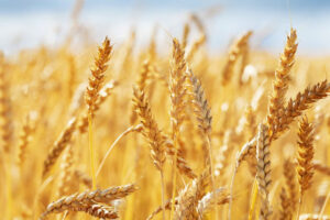 Ue, Coldiretti: +318% import grano in Italia dall’Ucraina