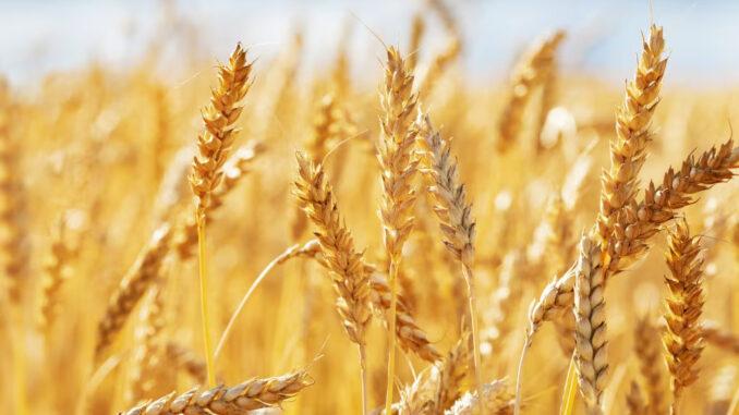grano grano