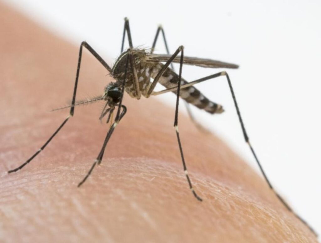 Frosinone, stop alle zanzare: giovedì nuovo intervento antilarvale zanzare