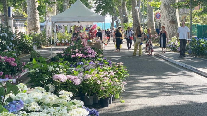 Bolsena, alla Festa delle Ortensie la natura protagonista Bolsena