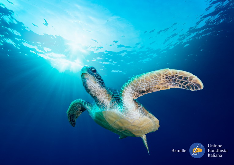 Operazione Siso contro la pesca illegale: recuperati in mare migliaia di km di reti e plastica, grazie all'8xmille di Unione Buddhista Operazione Siso contro la pesca illegale: recuperati in mare migliaia di km di reti e plastica, grazie all'8xmille di Unione Buddhista