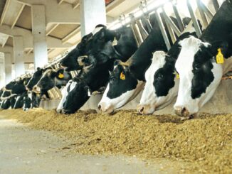Caldo, Coldiretti: -10% latte in fattorie, sos mucche