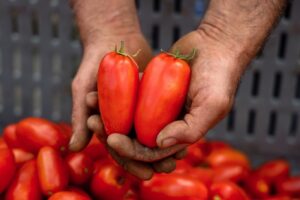 san marzano cibo pomodoro