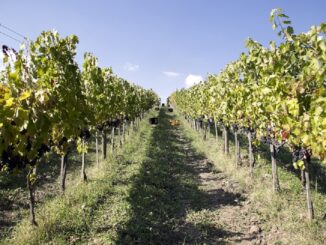 Vino, Coldiretti: vendemmia Italia al via con -14% grappoli