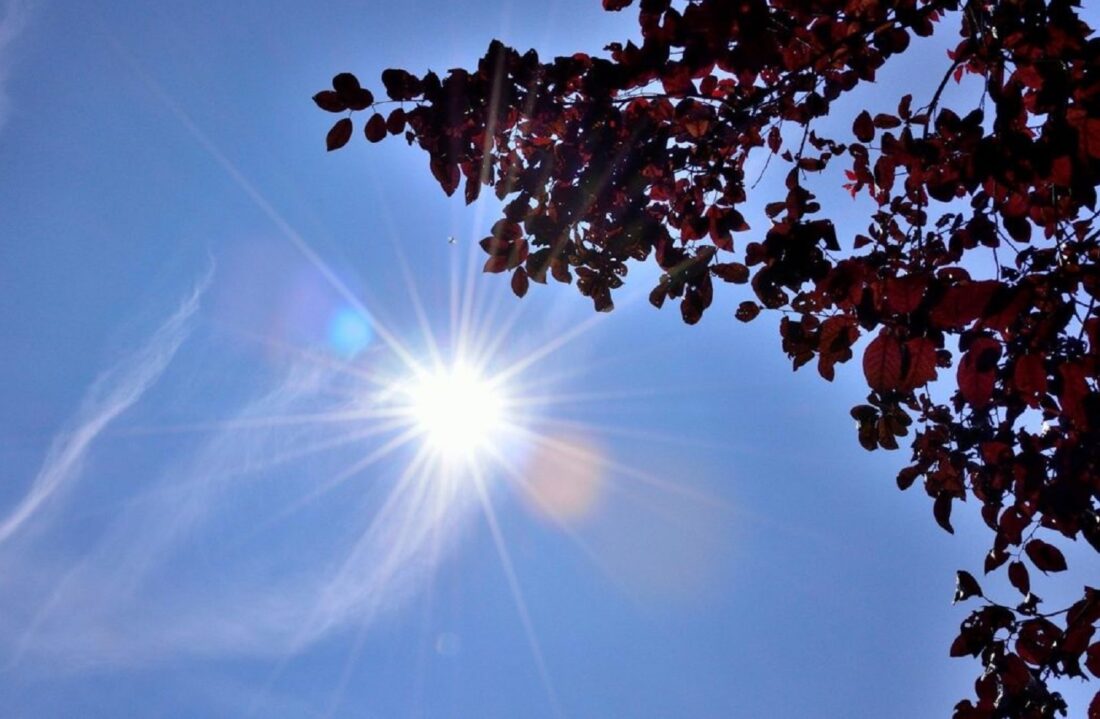 sole