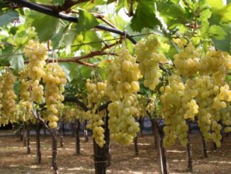 “Vino. Futuro tra cambiamenti climatici e nuove opportunità”: a Velletri convegno tecnico per la Festa dell’Uva e dei Vini coldiretti