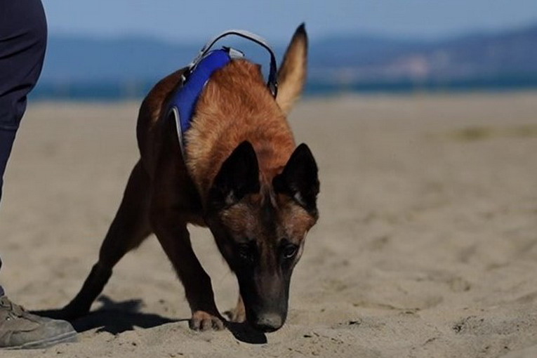 Roma, animali, Prestipino: "Campagna contro abbandono iniziativa di grandissimo valore" Lazio