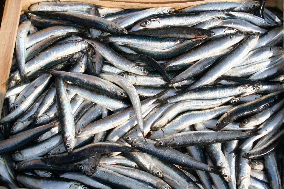 Consumi, Coldiretti: scatta il fermo pesca, dal Tirreno allo Ionio coldiretti