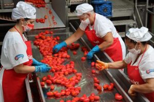 pomodoro industria cibo