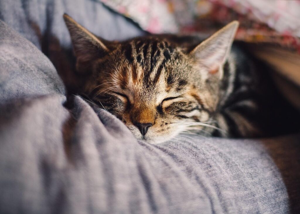 S.Antonio, Coldiretti: animali in 1 casa su 3, per economy vale 3,5 mld coldiretti
