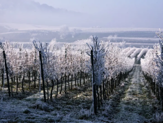 Maltempo, Coldiretti: allarme gelo per ortaggi e frutta