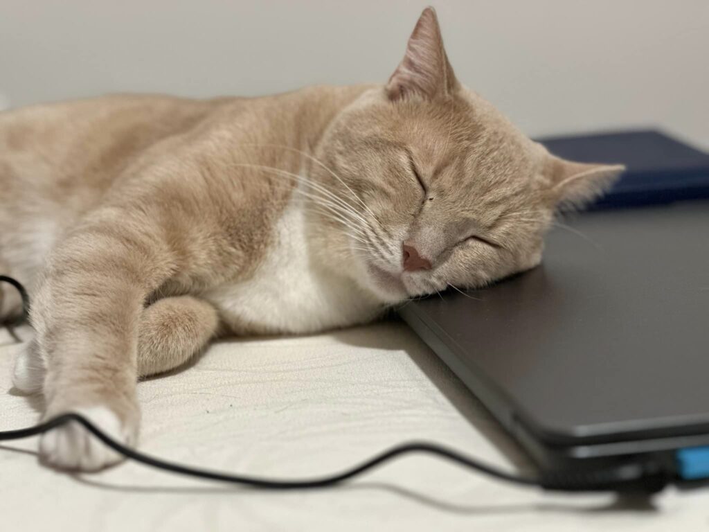 gatti