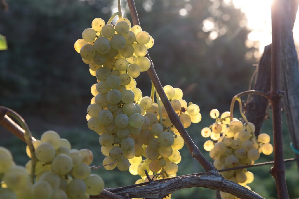 Il Consorzio Tutela Vini dei Campi Flegrei e Ischia al Vinitaly di Verona Il Consorzio Tutela Vini dei Campi Flegrei e Ischia al Vinitaly di Verona