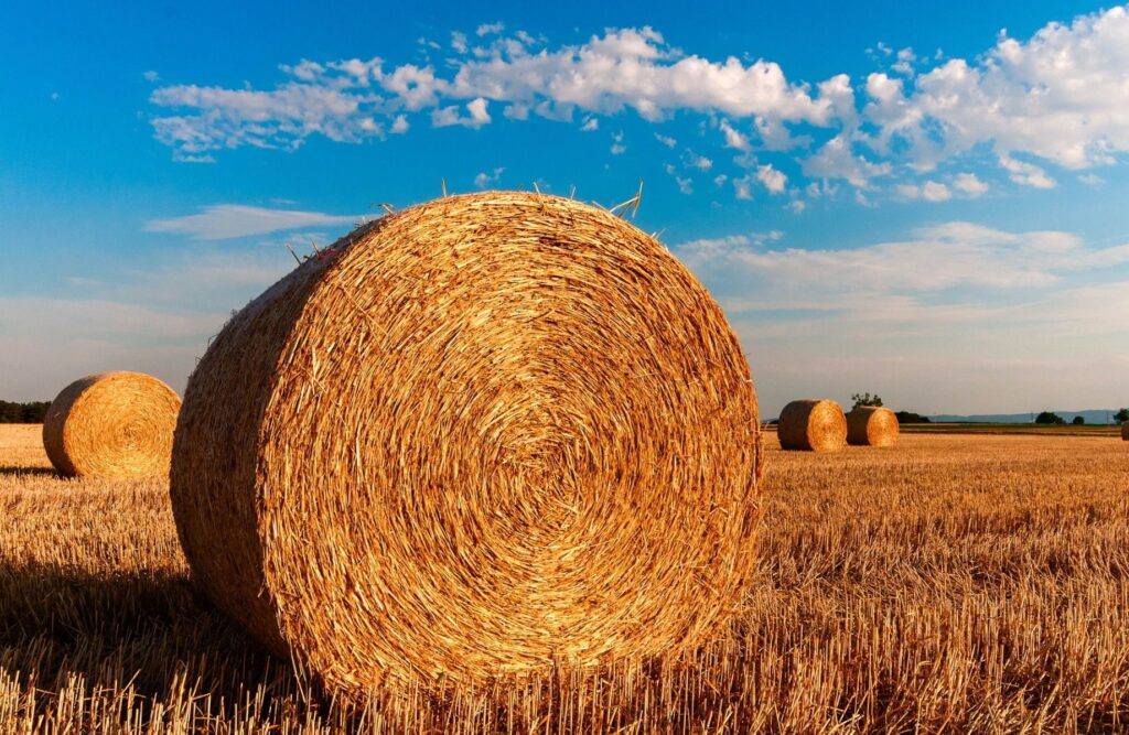 Clima, Coldiretti: 1,5 mln di kg di fieno per salvare le stalle siciliane dalla fame coldiretti