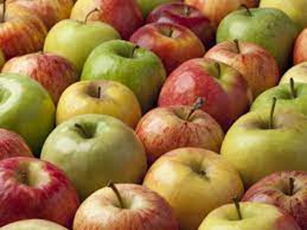 Giornata Biodiversità, Coldiretti: mela regina delle varietà a tavola coldiretti