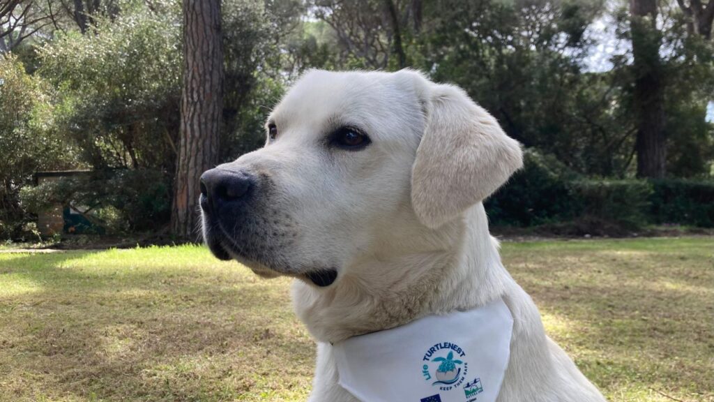 Legambiente: Tartadogs alla riscossa legambiente