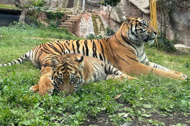 Bioparco