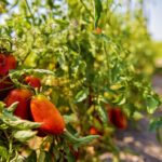Aspettando il mio San Marzano 2024 nei campi di Solania