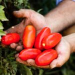 Aspettando il mio San Marzano 2024 nei campi di Solania