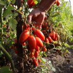 Aspettando il mio San Marzano 2024 nei campi di Solania