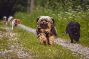 animali