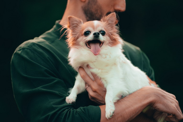 Roma, Prestipino: "Ritrovamento dei cuccioli scomparsi da Muratella, bellissima notizia" Cani