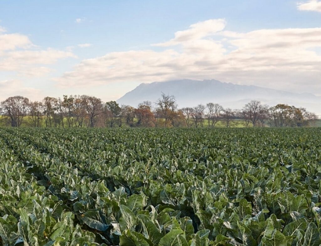 Il cavolfiore della Piana del Sele diventa prodotto IGP cavolfiore