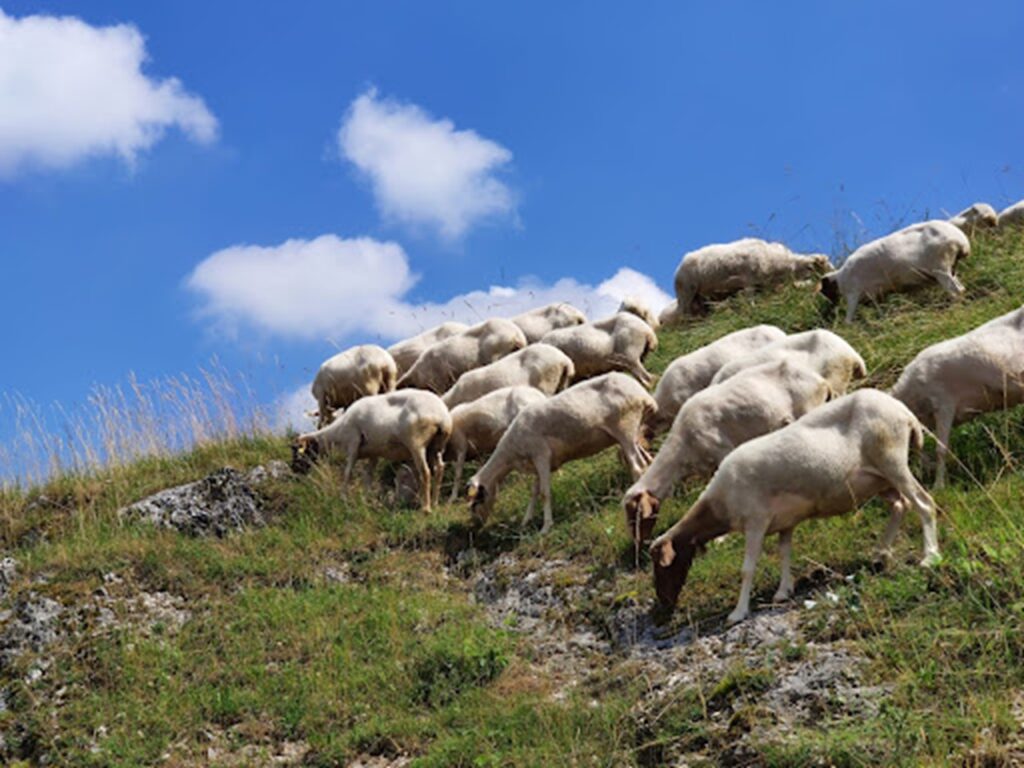 Lingua blu, Coldiretti: migliaia di animali morti, serve campagna vaccinale coldiretti