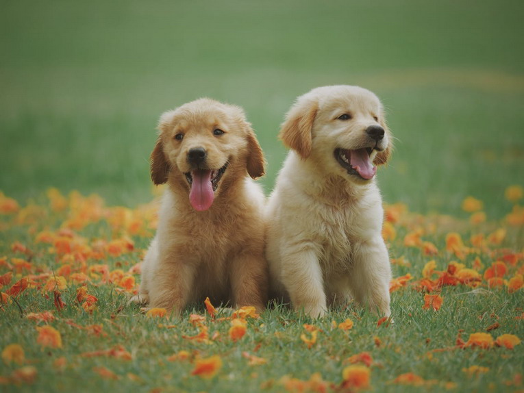 Bonus animali domestici: come funziona? Te lo spiega Petz.it, il portale dedicato agli animali Bonus