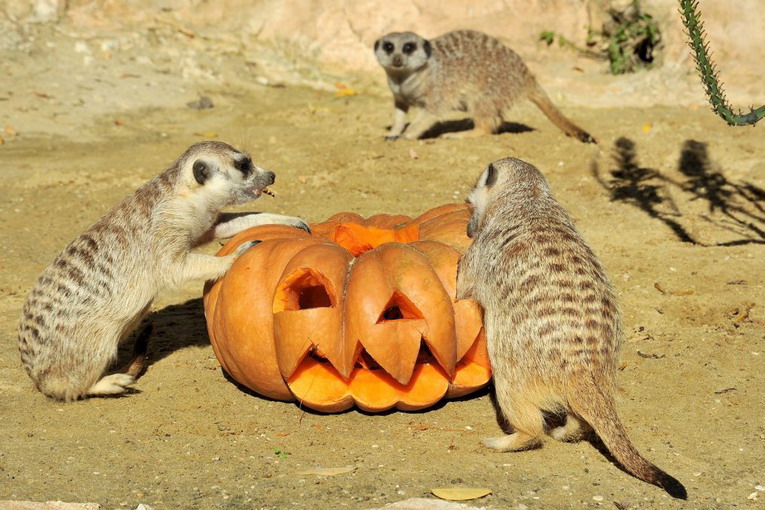 Domenica 27 ottobre al Bioparco ultima giornata autunnale dedicata agli incontri di natura, in compagnia delle zucche bioparco