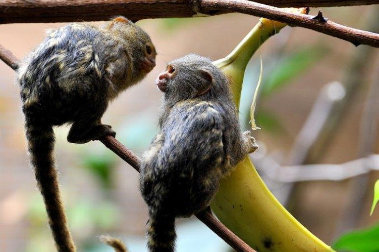 Bioparco di Roma, promozione per i residenti di Roma e provincia Bioparco