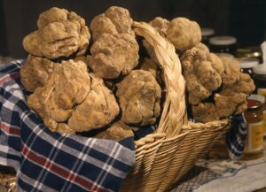 tartufi