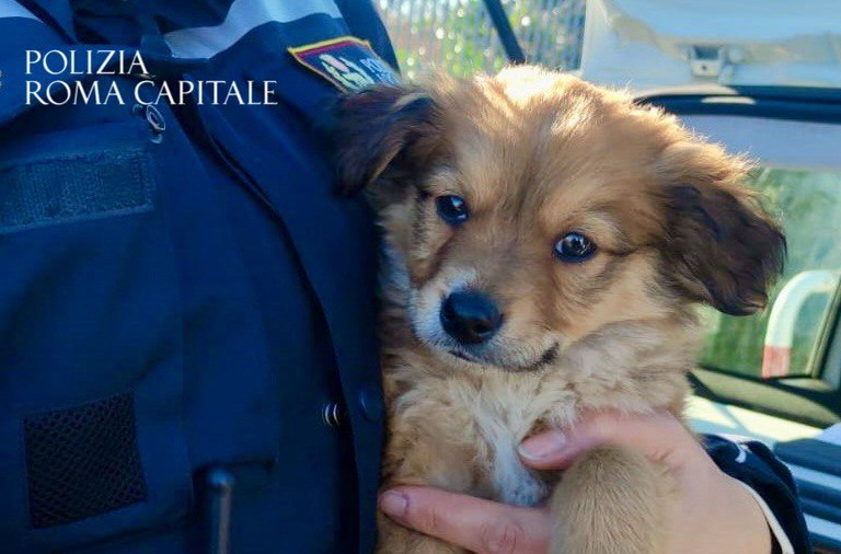 Pattuglia della Polizia Locale ritrova i canili rubati al canile della Muratella alcuni giorni fa Pattuglia della Polizia Locale ritrova i canili rubati al canile della Muratella alcuni giorni fa