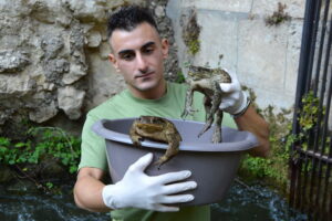 Infrastrutture artificiali e biodiversità: l’appello di Sebastian Colnaghi per proteggere gli anfibi nel Lazio