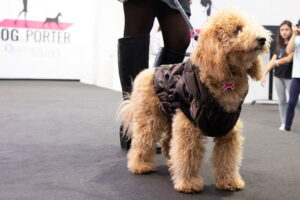 Quattrozampeinfiera: Roma si tinge di pet-friendly per un weekend indimenticabile
