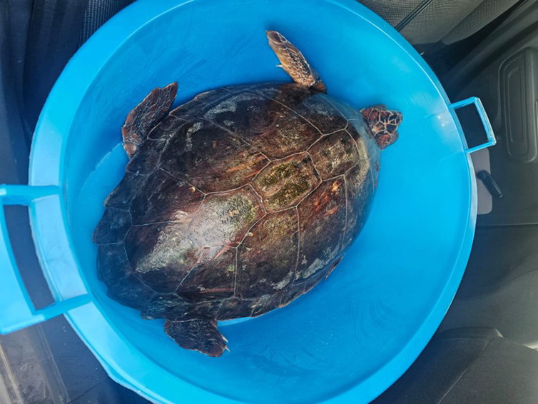 Fiumicino, guardia costiera: staffetta solidale per una tartaruga caretta caretta