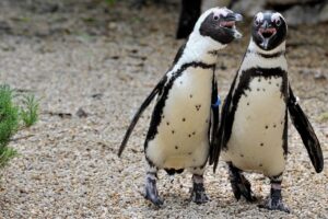 Vacanze di Pasqua 2025: le iniziative per le famiglie al Bioparco di Roma