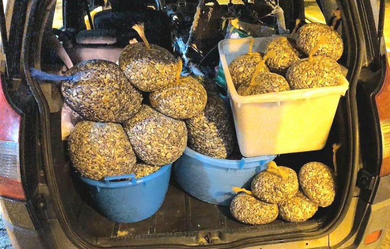 Salvaguardia delle telline, due mesi di fermo pesca per rafforzare la produzione Salvaguardia delle telline, due mesi di fermo pesca per rafforzare la produzione