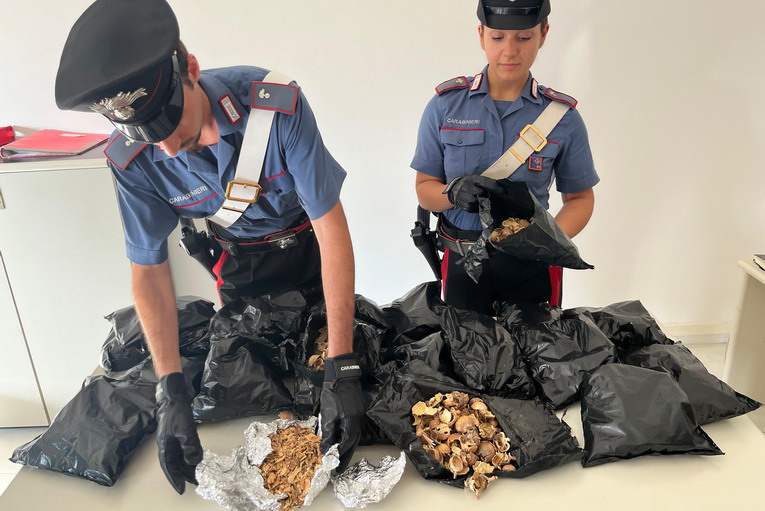 Anzio, sequestrato l’oppio dei braccianti: fermato un uomo