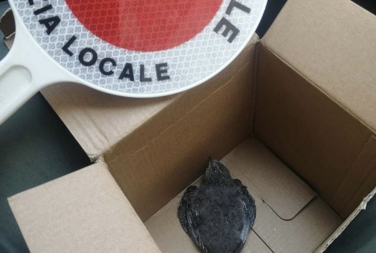 Volatili feriti, duplice intervento di salvataggio da parte della Polizia Locale
